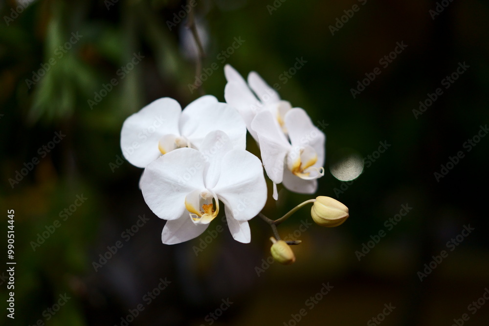 Beautifull white orchid flower in the garden Beautifull white orchid flower in the garden