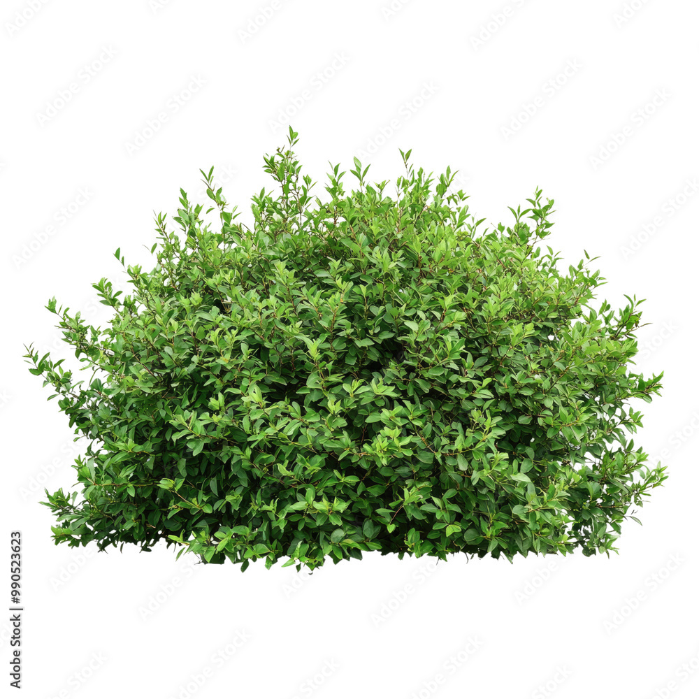 Obraz premium a realistic photo of large bush, isolated on Transparent background,