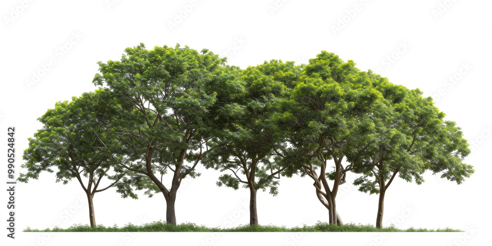 custom made wallpaper toronto digitalThe image showcases vibrant green trees in a serene park setting, their leaves full of life, with the background removed to highlight the peaceful scene against a clear backdrop.