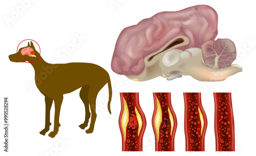 Dog blood clot blocks to the brain. Stroke or cerebrovascular accident or brain attack. Canina 