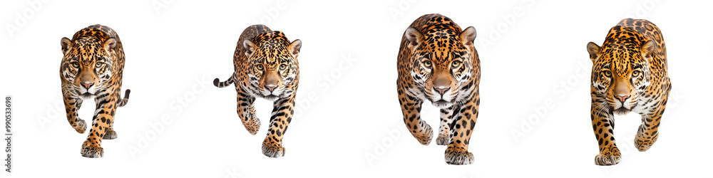 A series of four tigers walking gracefully on a white isolate background. A series of four tigers walking gracefully on a white isolate background.
