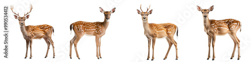 Four deer standing in various poses, isolated on a white background.