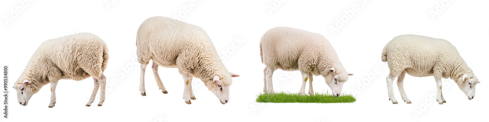 Fototapeta premium Four sheep grazing in a row, white isolated background.