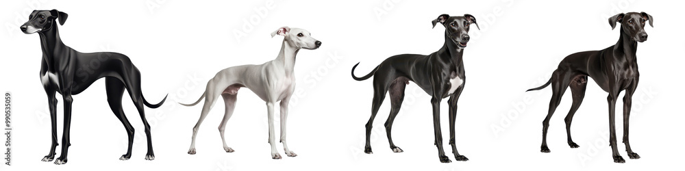 Great Danes in different colors, standing in a line against a white background. Great Danes in different colors, standing in a line against a white background.