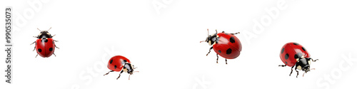Ladybugs on a white isolated background, showcasing their vibrant red shells and black spots.