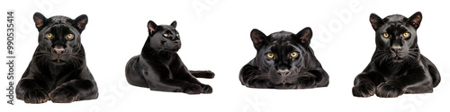 Various poses of a black panther on a white isolated background. photo