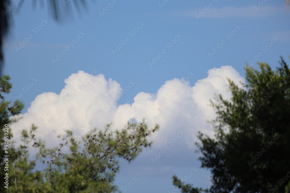 Fototapeta premium tree branches against cloudy blue sky