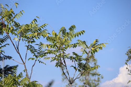 close up of branches of ailanthus altissima (mill) swingle photo