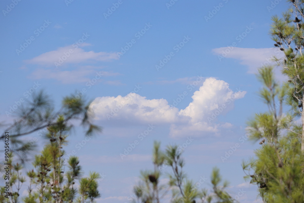 tree branches against cloudy blue sky
tree branches against cloudy blue sky