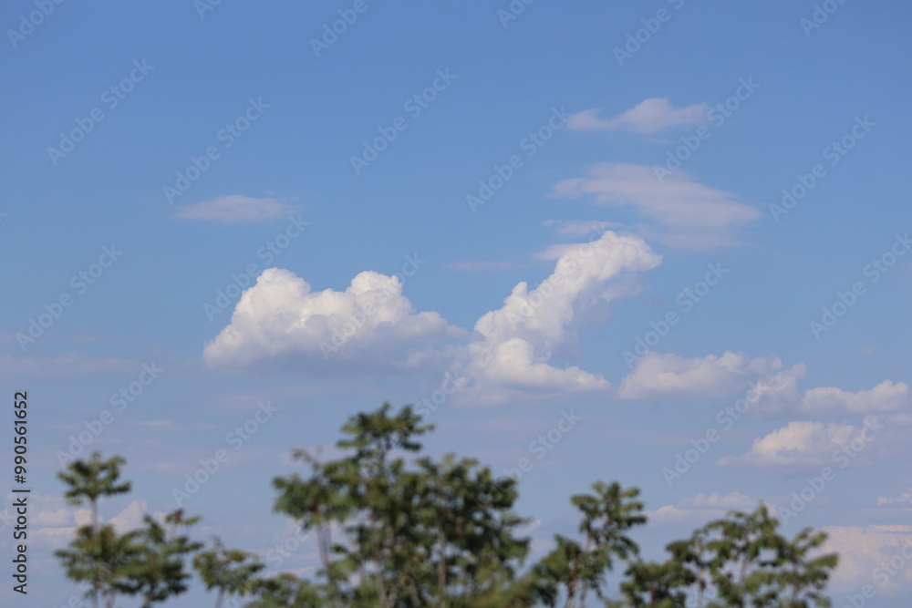 tree branches against cloudy blue sky
tree branches against cloudy blue sky