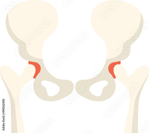Human pelvic bone showing sacroiliac joint front view on white background