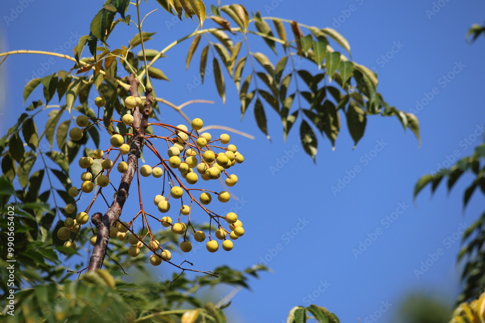 berries and leaves of Melia azedarach, commonly known as chinaberry tree berries and leaves of Melia azedarach, commonly known as chinaberry tree