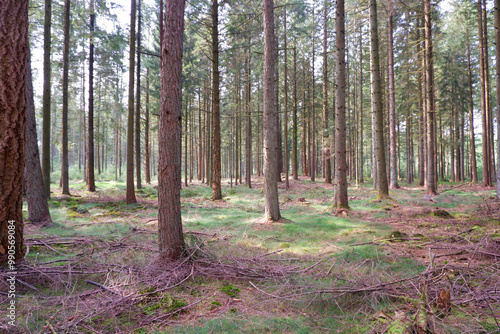 Landscape. Dry coniferous forest, dirt road. Hiking in nature on the weekend.