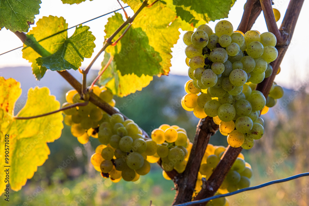 Fototapeta premium Clusters and leaf of ripe golden riesling or silvaner grapes on vine in the golden hour evening light. Vineyard scene, perfect for harvest and winemaking. Wuerzburg, Franconia, Bayern, Germany