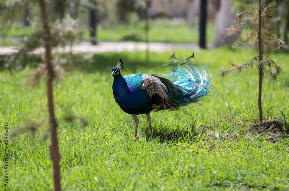 Fototapeta premium View of a peacock in the park