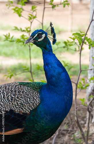 Wallpaper Mural View of a peacock in the park Torontodigital.ca