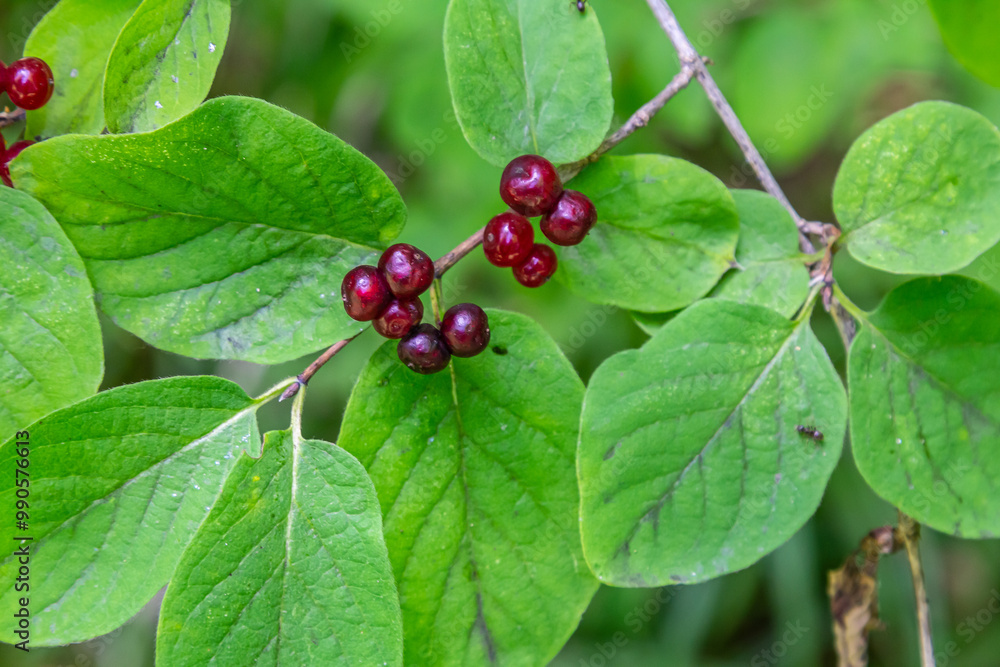 Festive Holiday Honeysuckle Branch with Red Berries Lonicera xylosteum Festive Holiday Honeysuckle Branch with Red Berries Lonicera xylosteum