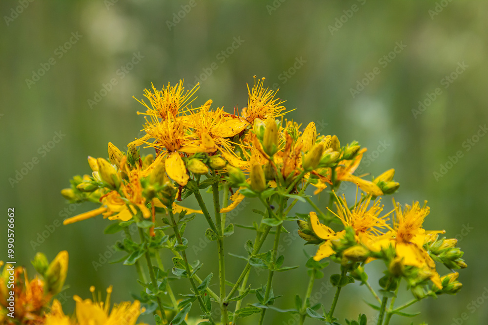 flowers of Saint Johns wort, Hypericum perforatum
