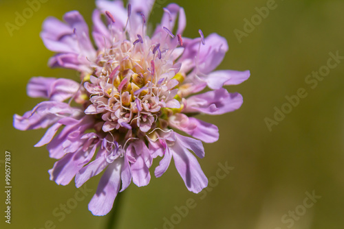 Field scabious Knautia arvensis flowering in meadow. Blue purple wild flower on natural background. Macro. Selective focus