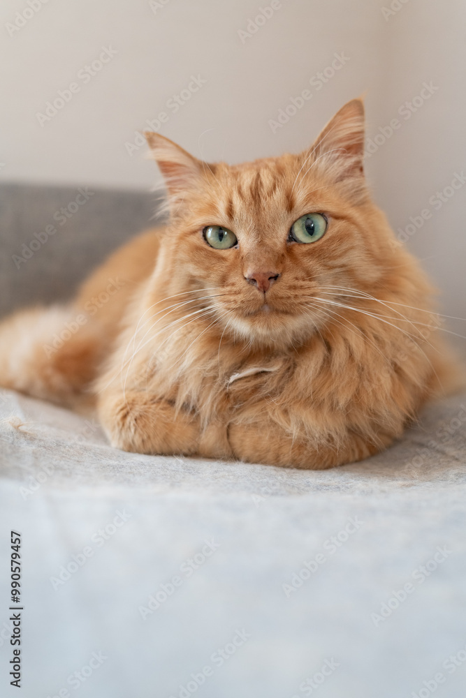 Fototapeta premium 見つめる猫 茶トラ猫
