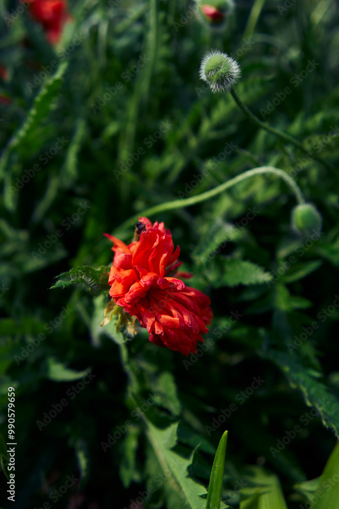 the flowers and buds of a fluffy poppy on a background of green leaves the flowers and buds of a fluffy poppy on a background of green leaves