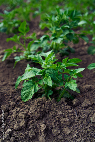 potato bushes grow in open ground