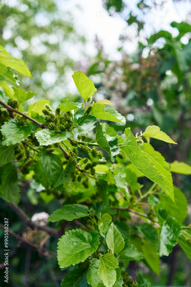 the unripe mulberries on a tree, plant background the unripe mulberries on a tree, plant background