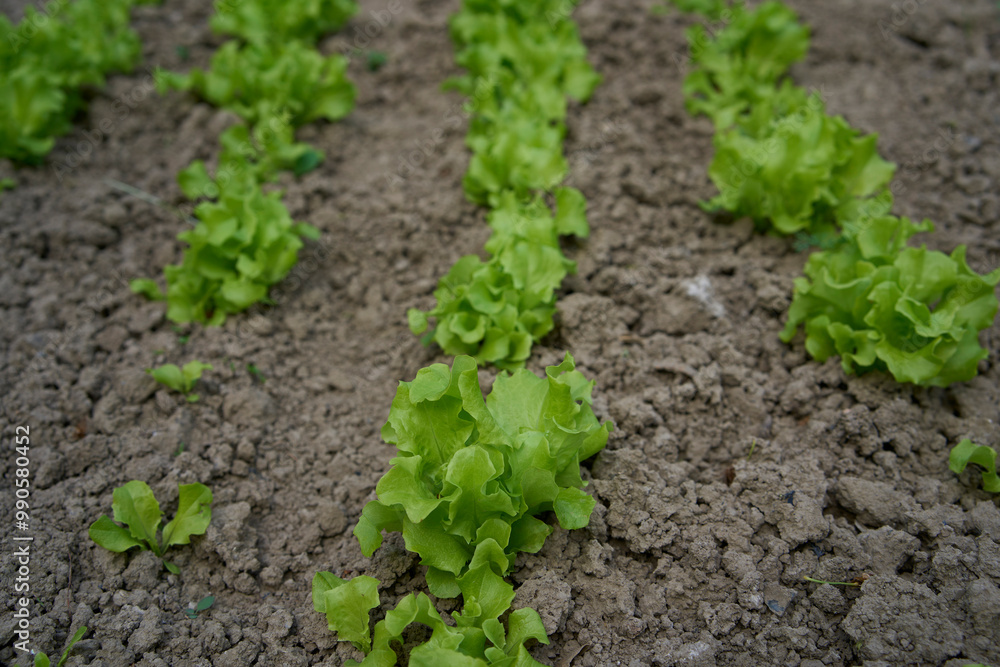 curly lettuce leaves grow in a garden bed at home curly lettuce leaves grow in a garden bed at home