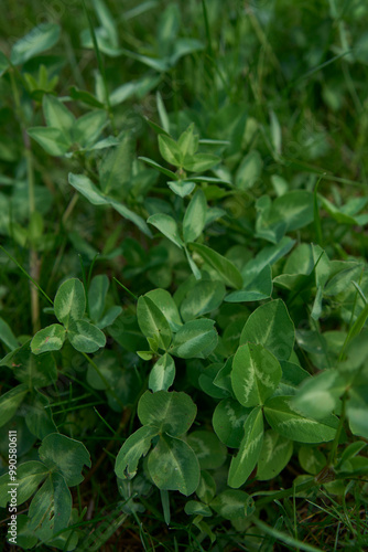 Wallpaper Mural a leaves of young clover among the grass Torontodigital.ca