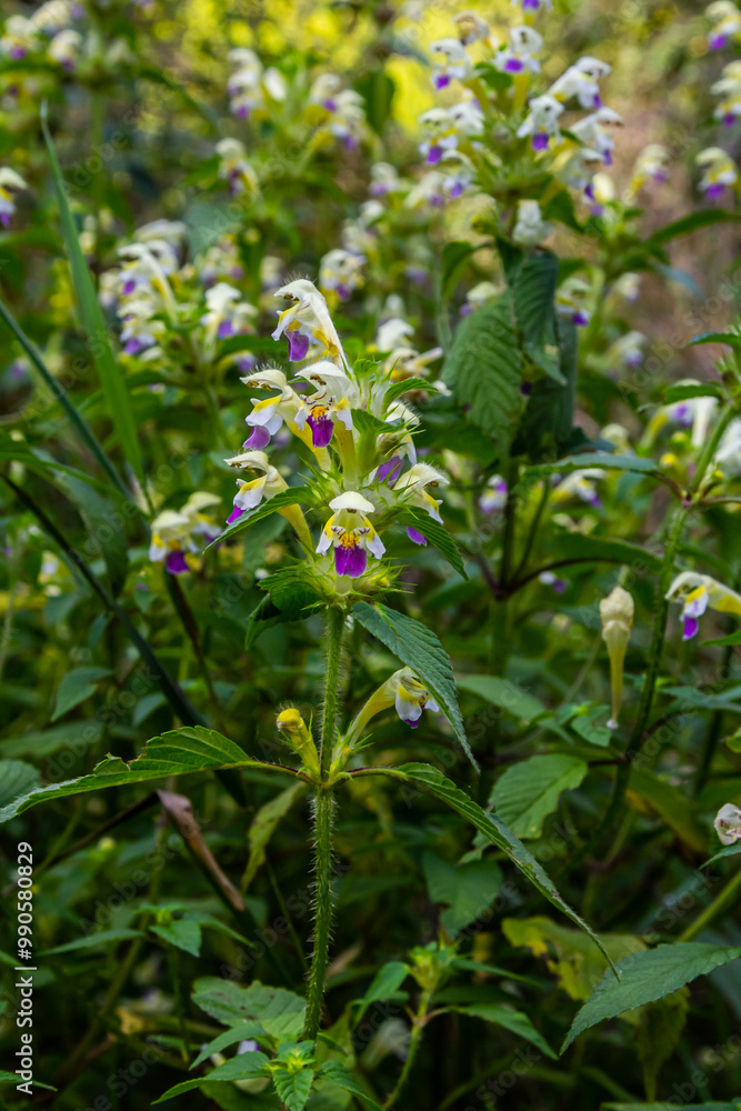 Summer among the wild herbs blossoms of nettle Galeopsis speciosa Summer among the wild herbs blossoms of nettle Galeopsis speciosa