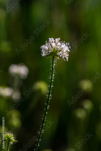 Dipsacus pilosus, Small Teasel. Wild plant shot in summer photo