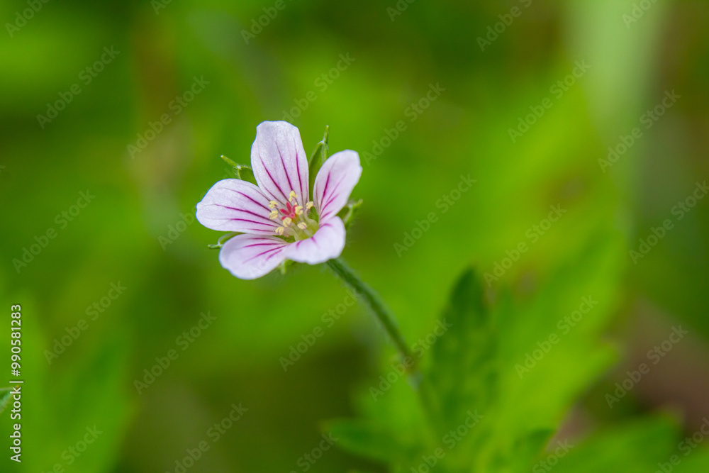 Siberian geranium Geranium sibiricum grows in summer in the wild Siberian geranium Geranium sibiricum grows in summer in the wild