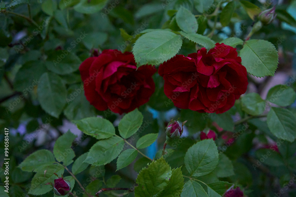 bush red roses in the garden in the evening, blue hour bush red roses in the garden in the evening, blue hour