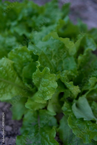 curly lettuce leaves grow in a garden bed at home