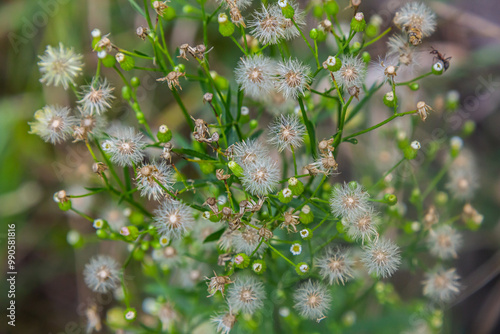 Erigeron canadensis grows in the wild in summer photo