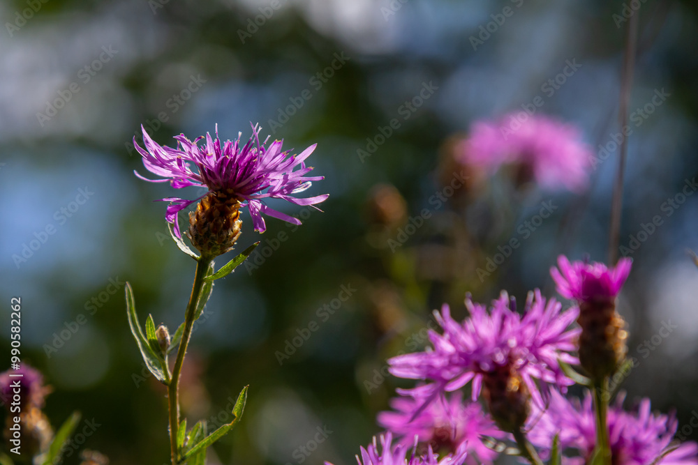 Obraz premium Blooming meadow knapweed, Centaurea jacea, on the meadow