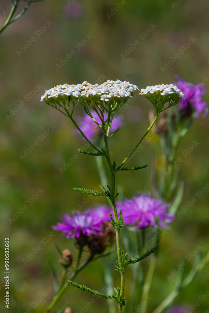 common yarrow achillea millefolium with fly Tachina fera common yarrow achillea millefolium with fly Tachina fera