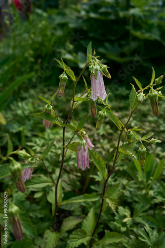 Campanula takesimana in the garden, plant background photo