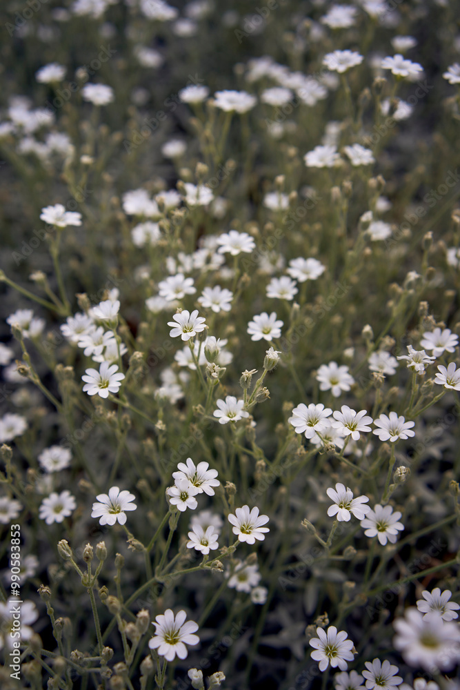 small flowers of Cerastium in a flower bed