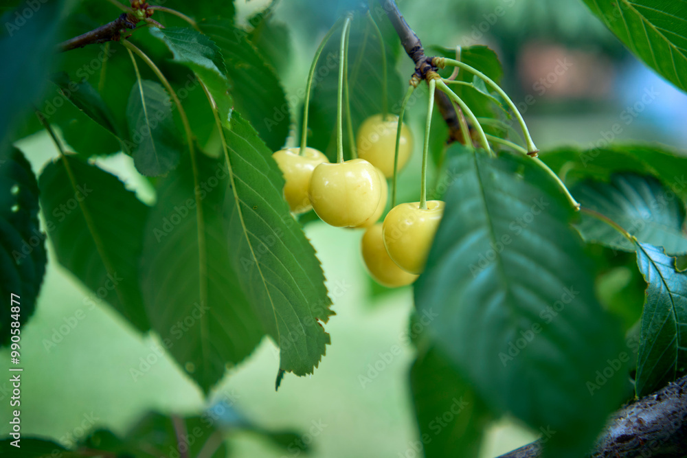 Fototapeta premium white cherry ripens on a branch