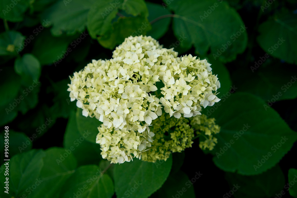 the hydrangea flowers in the garden the hydrangea flowers in the garden