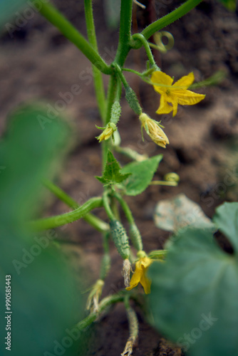 flowers and cucumbers on the garden bed