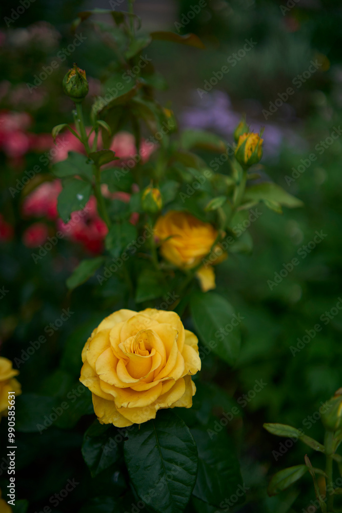 the bush roses in a flower bed the bush roses in a flower bed