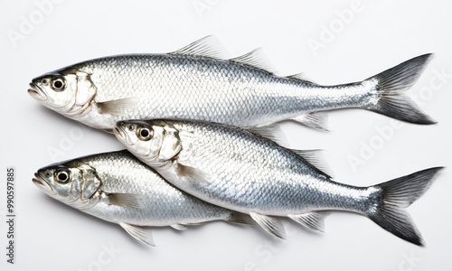 Three fresh silver fish on a white background