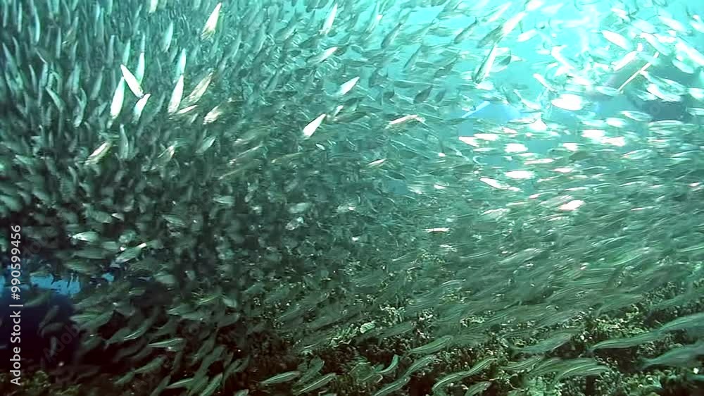 Vibrant flock of sardines swirls gracefully beneath surface in crystal-clear waters of Philippines, showing their incredible agility and beauty of marine life in breathtaking aquatic ballet. Vibrant flock of sardines swirls gracefully beneath surface in crystal-clear waters of Philippines, showing their incredible agility and beauty of marine life in breathtaking aquatic ballet.