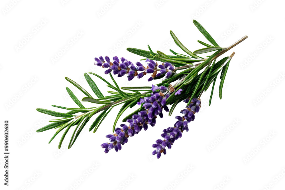 Obraz premium A bouquet of rosemary sprigs with blooming lavender flowers, isolated on a transparent background, PNG file.