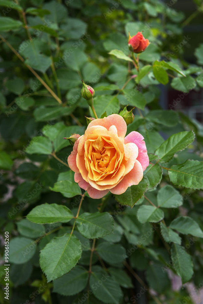 The climbing rose 'Peach Melba' with a wonderful flower from delicate apricot to lovely pink color The climbing rose 'Peach Melba' with a wonderful flower from delicate apricot to lovely pink color