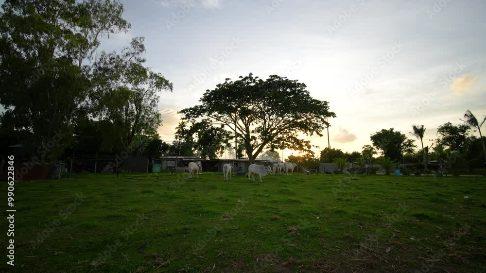 white carabaos on a grass field enclosure; a simple life of a farmer in the Philippines white carabaos on a grass field enclosure; a simple life of a farmer in the Philippines