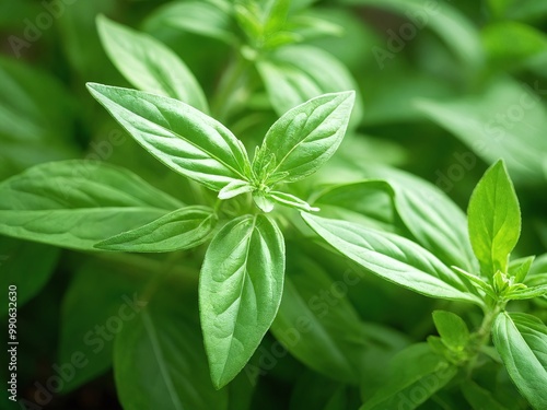 Fresh basil leaves thriving in a sunny garden during summer, showcasing vibrant green colors and healthy growth