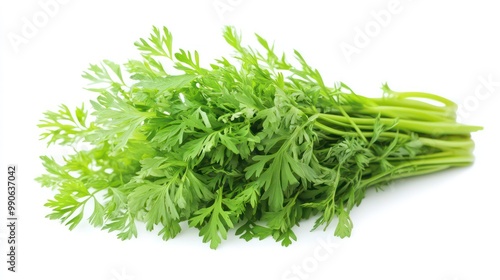 A bunch of fresh green cilantro leaves isolated on a white background.